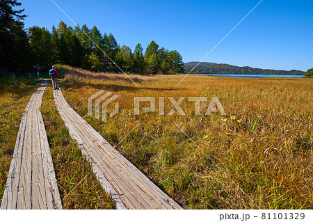 秋の尾瀬 尾瀬沼ビジターセンター付近から大江湿原、尾瀬沼方面を見る 81101329