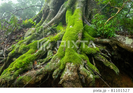 苔の生えた木の根 苔の生えた木の根 81101527