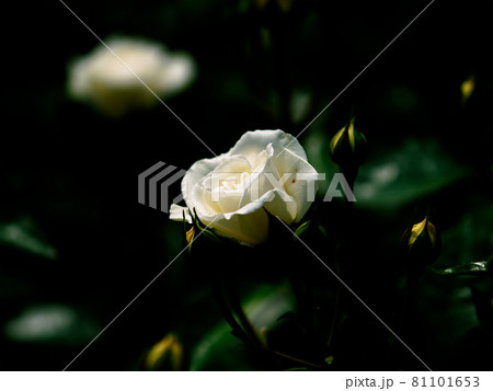 薔薇の息吹 81101653