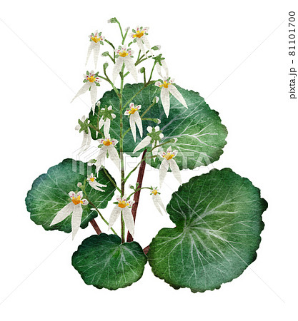 ユキノシタの水彩画イラスト ユキノシタの水彩画イラスト 81101700