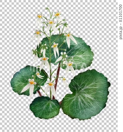 ユキノシタの水彩画イラスト ユキノシタの水彩画イラスト 81101700