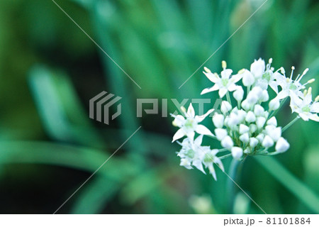 アリウム・ネオポリタヌム 81101884