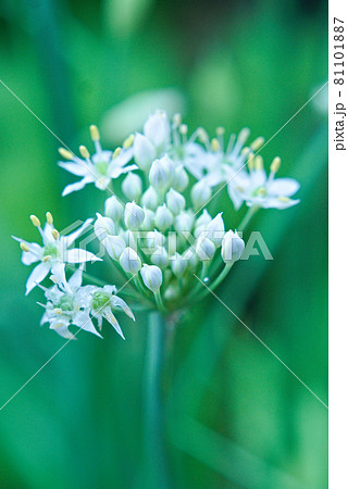 アリウム・コワニー アリウム・コワニー 81101887