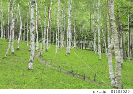 白樺の森　芦川のすずらん群生地 81102029