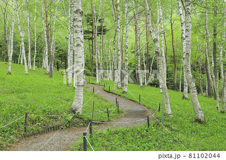 白樺の森 芦川のすずらん群生地 白樺の森 芦川のすずらん群生地 81102044