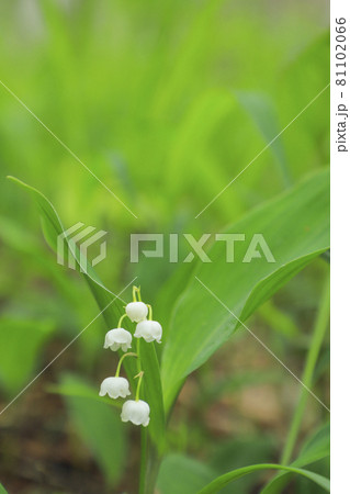 可憐な日本すずらん　芦川のすずらん群生地 81102066