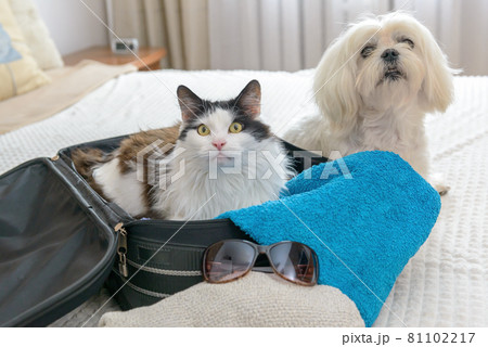 Cat in bag with dog Cat in bag with dog 81102217