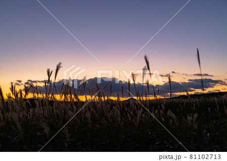 奈良県曽爾村　曽爾高原　夕焼けに伸びるススキ 81102713