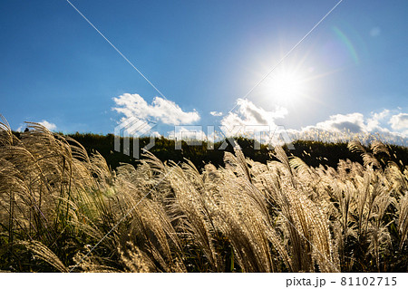 奈良県曽爾村　曽爾高原　青空と太陽とススキ 81102715