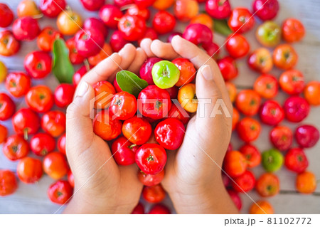 採れたて アセロラ 収穫 採れたて アセロラ 収穫 81102772