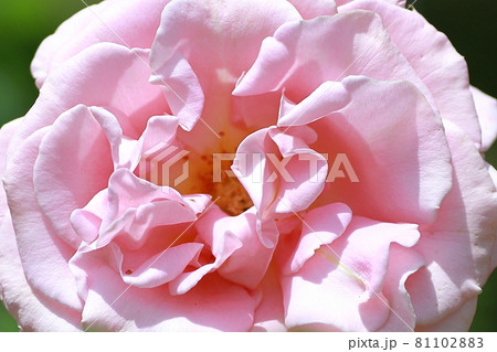 豊田市西山公園バラ園 豊田市西山公園バラ園 81102883