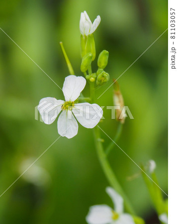 東京板橋区・赤塚植物園に咲くダイコンの花 81103057