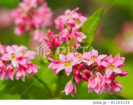 東京板橋区・赤塚植物園に咲く赤そばの花 81103139
