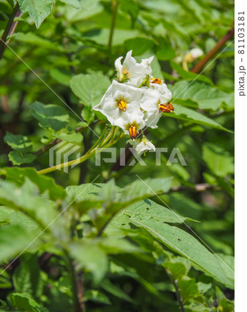 東京板橋区・赤塚植物園に咲くジャガイモの花 東京板橋区・赤塚植物園に咲くジャガイモの花 81103181
