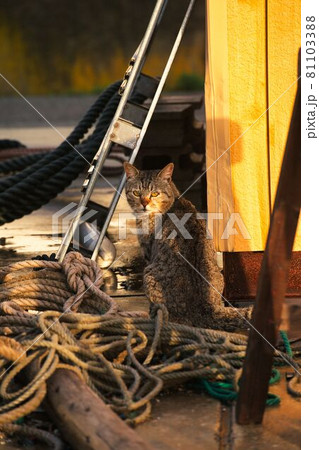漁村でこちらに話しかけてくる猫 81103388
