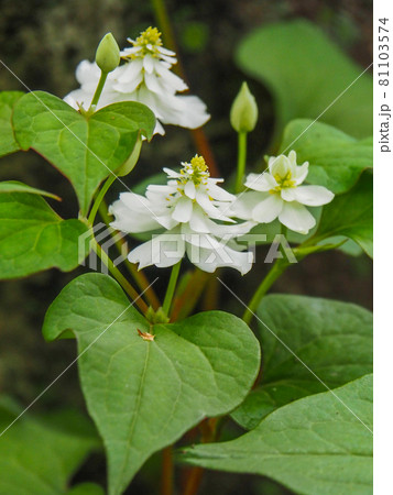 東京板橋区・赤塚植物園に咲くヤエドクダミ 東京板橋区・赤塚植物園に咲くヤエドクダミ 81103574