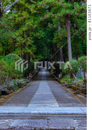 和歌山県岩出市　根来寺　静かな参道 81103671