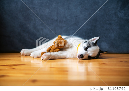 A small white dog puppy breed siberian husky 81103742
