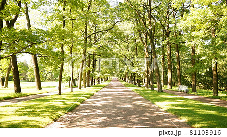 吸い込まれるような森の入り口 吸い込まれるような森の入り口 81103916