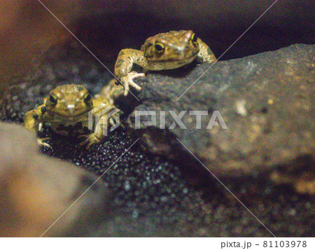 イエアマガエル イエアマガエル 81103978