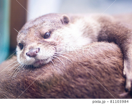 コツメカワウソ コツメカワウソ 81103984