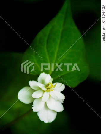 東京板橋区・赤塚植物園に咲くヤエドクダミ 81104002