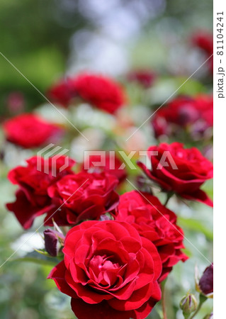 豊田市西山公園バラ園 81104241