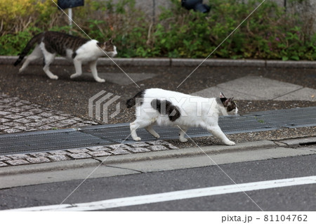 二匹の野良猫 81104762