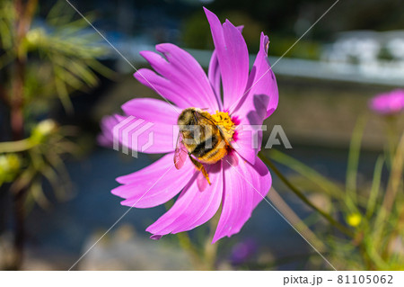 クマバチとコスモス 81105062