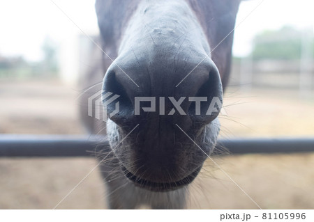 Close-up of a donkey in captivity. Contact zoo. Feeding animals by visitors to the menagerie. Donkey cabbage. The muzzle and jaws of the ungulate are visible in close-up Close-up of a donkey in captivity. Contact zoo. Feeding animals by visitors to the menagerie. Donkey cabbage. The muzzle and jaws of the ungulate are visible in close-up 81105996