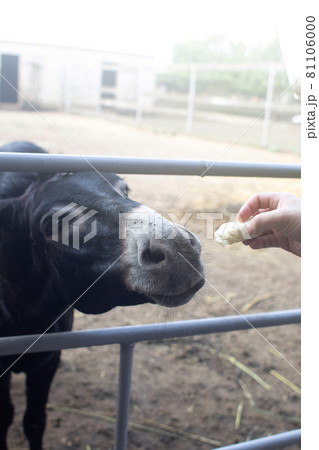 Close-up of a donkey in captivity. Contact zoo. Feeding animals by visitors to the menagerie. Donkey cabbage. The muzzle and jaws of the ungulate are visible in close-up 81106000