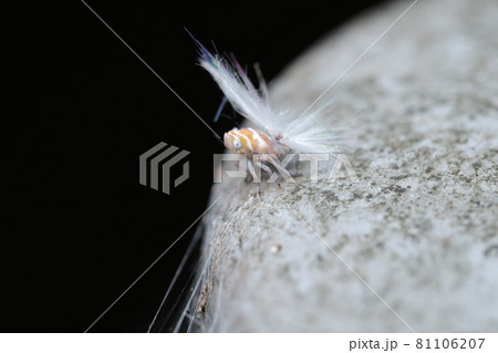 アミガサハゴロモの幼虫 アミガサハゴロモの幼虫 81106207