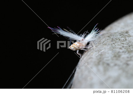 アミガサハゴロモの幼虫 アミガサハゴロモの幼虫 81106208
