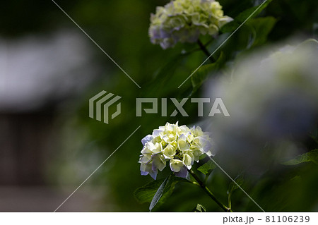 初夏のあじさいの花 千葉県多古町 日本 初夏のあじさいの花 千葉県多古町 日本 81106239