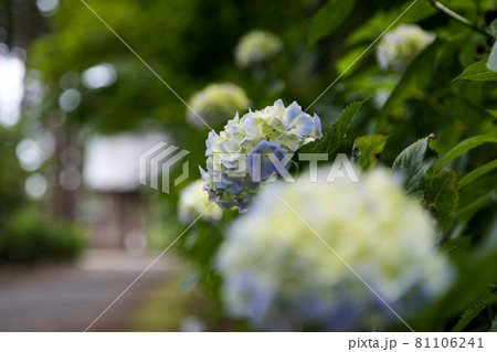 初夏のあじさいの花 千葉県多古町 日本 初夏のあじさいの花 千葉県多古町 日本 81106241