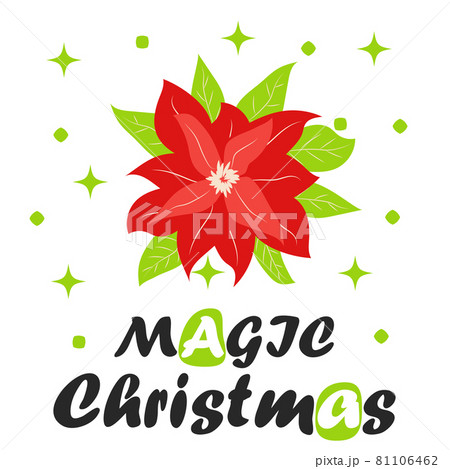 Traditional Christmas poinsettia flower with green leaves and red petals. Christmas flower 81106462