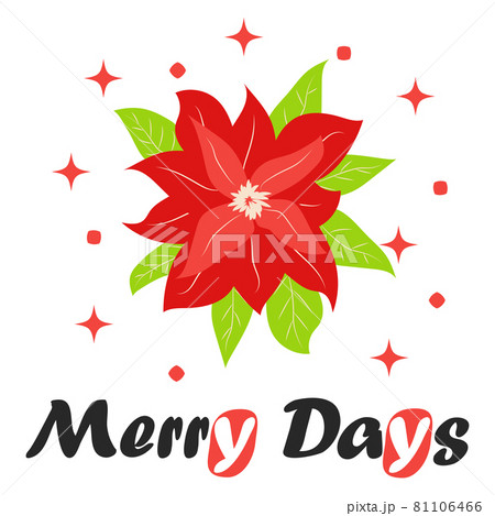 Traditional Christmas poinsettia flower with green leaves and red petals. Christmas flower Traditional Christmas poinsettia flower with green leaves and red petals. Christmas flower 81106466
