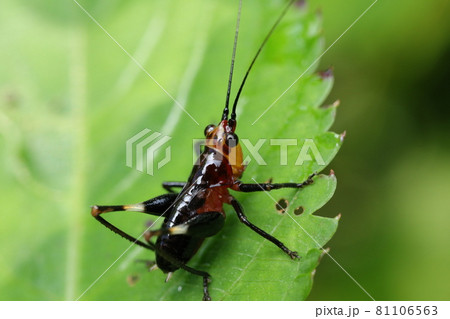 ササキリ（幼虫） 81106563