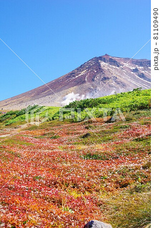 北海道　チングルマの綿毛と旭岳 81109490