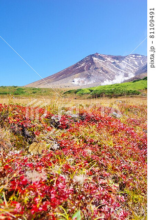 北海道　チングルマの綿毛と旭岳 81109491