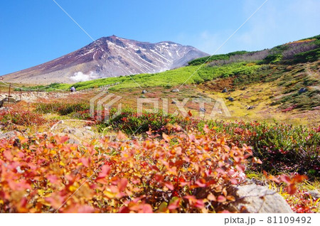 北海道　チングルマの綿毛と旭岳 81109492