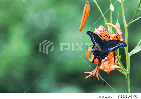 コオニユリの花の蜜を吸うミヤマカラスアゲハ コオニユリの花の蜜を吸うミヤマカラスアゲハ 81110470