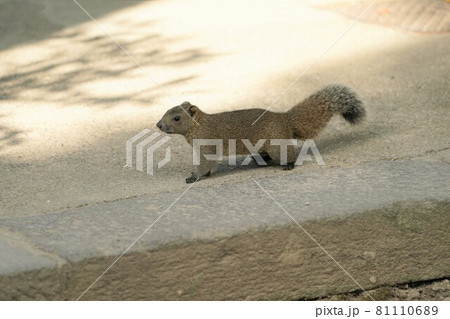 鎌倉で野生化したタイワンリスの写真素材