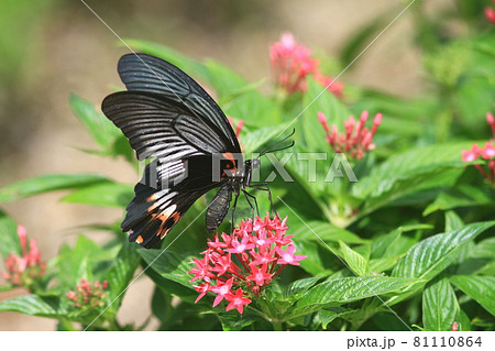 蜜を求めて赤い花に飛んできたアゲハチョウの写真素材