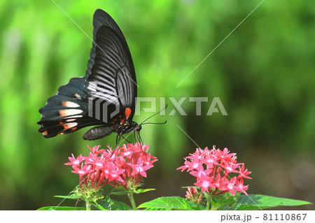 蜜を求めて赤い花に飛んできたアゲハチョウ 81110867