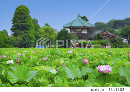東京都　上野公園　不忍池　蓮の花 81111024