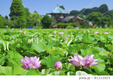 東京都 上野公園 不忍池 蓮の花 東京都 上野公園 不忍池 蓮の花 81111025
