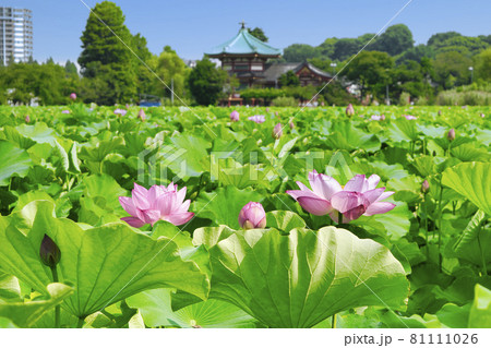 東京都　上野公園　不忍池　蓮の花 81111026