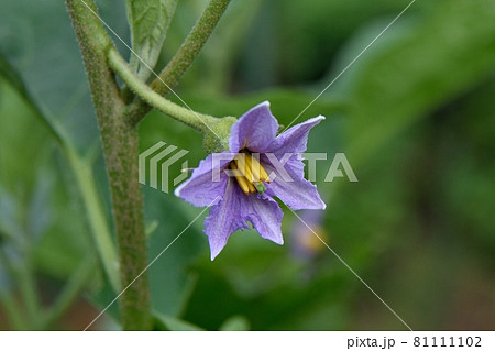 白いナスの花 81111102