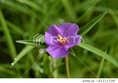 ヒメノボタンの花 ヒメノボタンの花 81111199